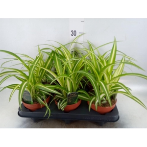 Chlorophytum com. 'Variegatum'