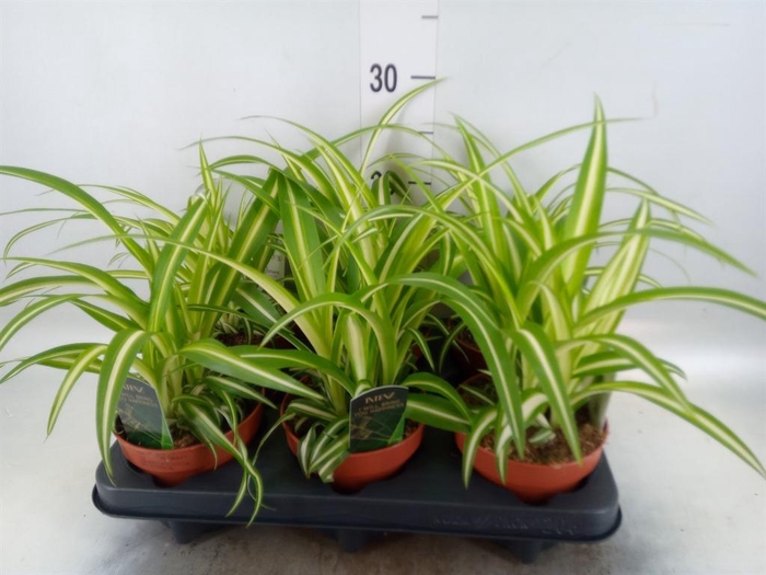 <h4>Chlorophytum com. 'Variegatum'</h4>
