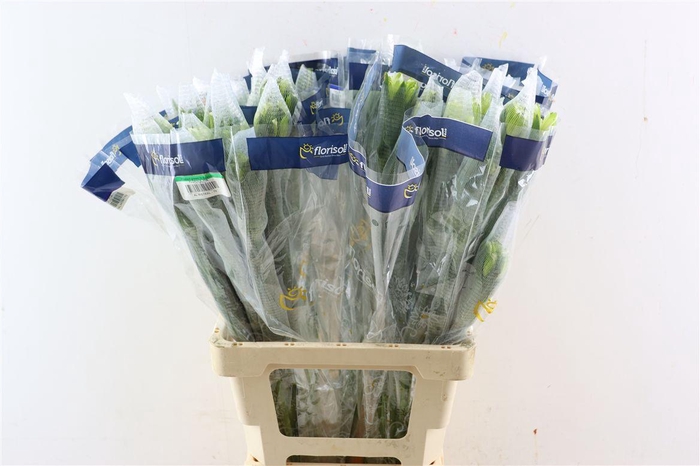 <h4>Alstr Mistral</h4>