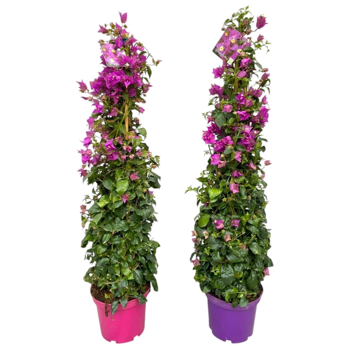 <h4>BOUGAINV OV</h4>