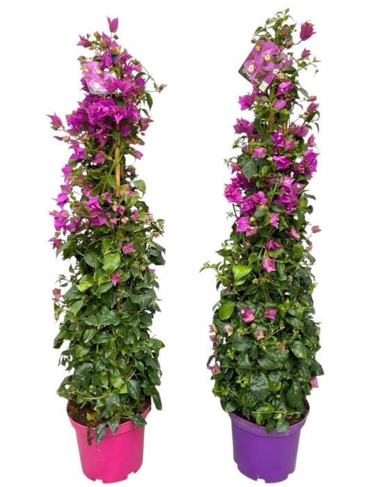 <h4>BOUGAINV OV</h4>