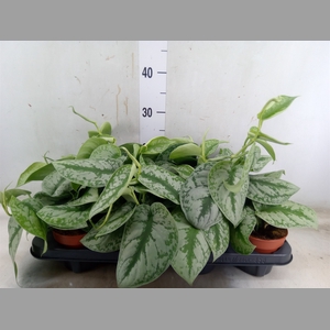 Scindapsus pictus 'Trebie'