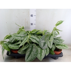 Scindapsus pictus 'Trebie'