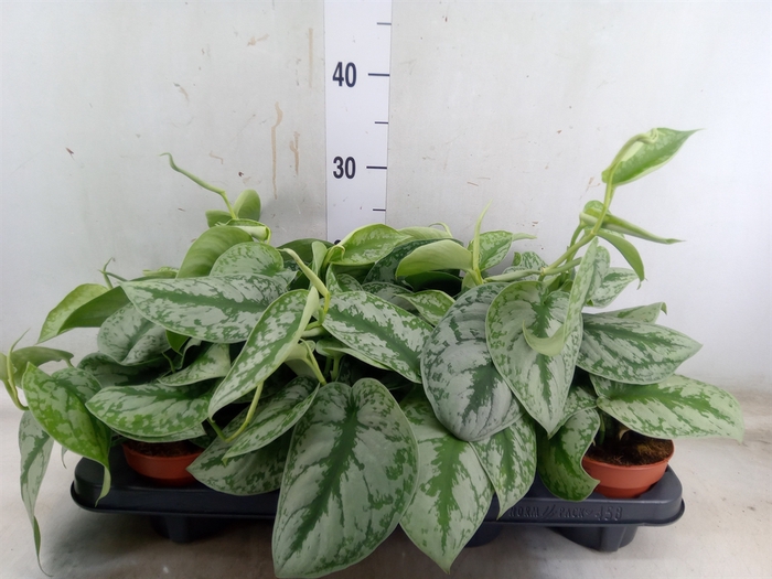 <h4>Scindapsus pictus 'Trebie'</h4>