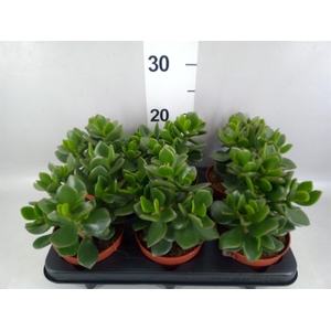 Crassula  'Hulk'