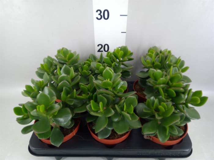 <h4>Crassula  'Hulk'</h4>
