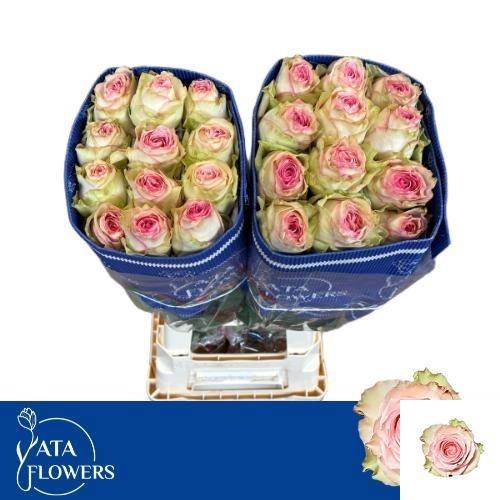 <h4>R GR ESPERANCE</h4>