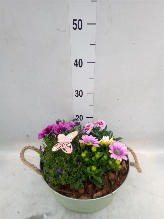 <h4>Arr.   Perkplanten H%</h4>
