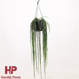 Rhipsalis paradoxa minor