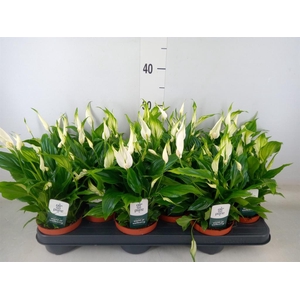 Spathiphyllum  'Chopin'