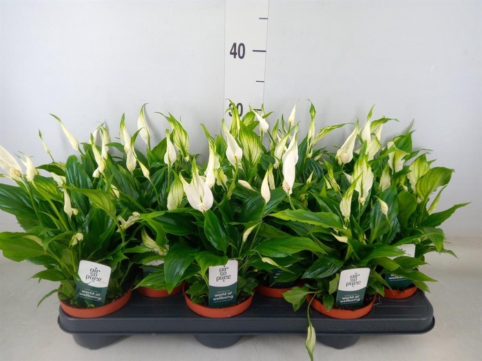 <h4>Spathiphyllum  'Chopin'</h4>