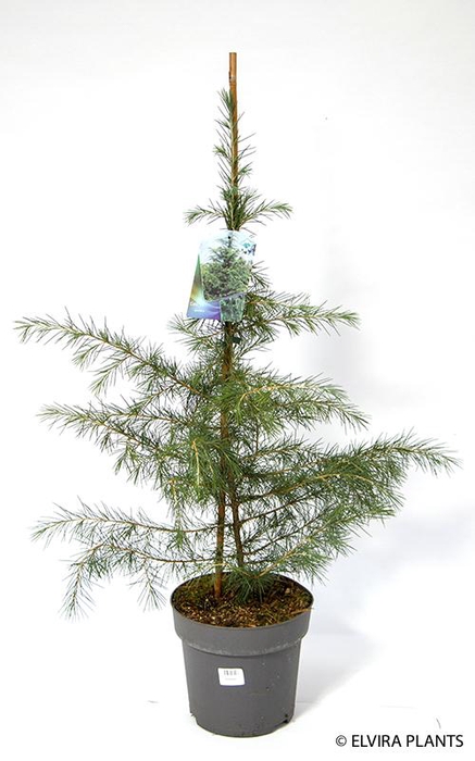 <h4>CEDRUS DEODARA p23</h4>