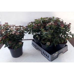 VIBU TINUS EVE PRICE