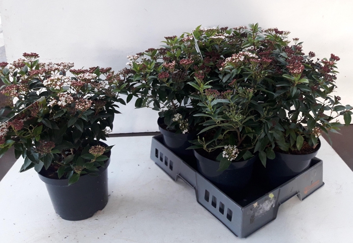 <h4>VIBU TINUS EVE PRICE</h4>