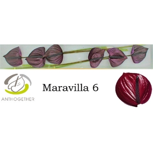 Anthurium Maravilla