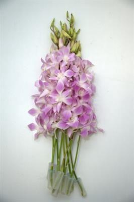 <h4>DENDR MISTEEN MISTEEN-LUCY PINK</h4>