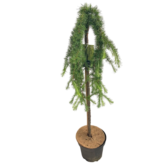 <h4>Larix Kaempferi Stiff Weeper Stam 90cm</h4>