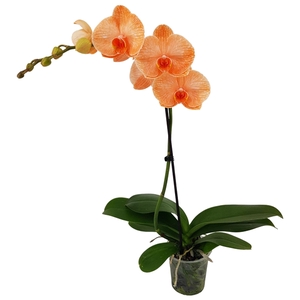 Phal I Am Orange 1T9+ (24 uur levertijd)