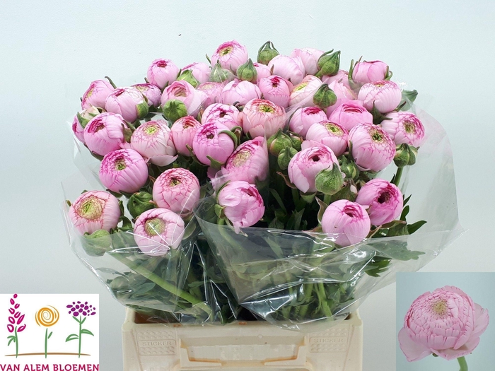 <h4>RAN AAZUR PINK</h4>