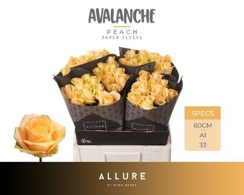 <h4>R Gr Avalanche Peach</h4>