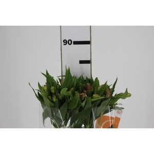 ALSTROEMERIA MODENA 080 CM