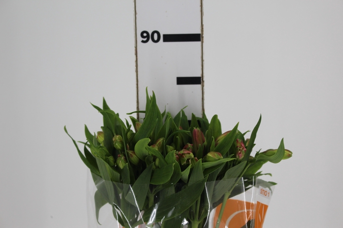 <h4>ALSTROEMERIA MODENA 080 CM</h4>