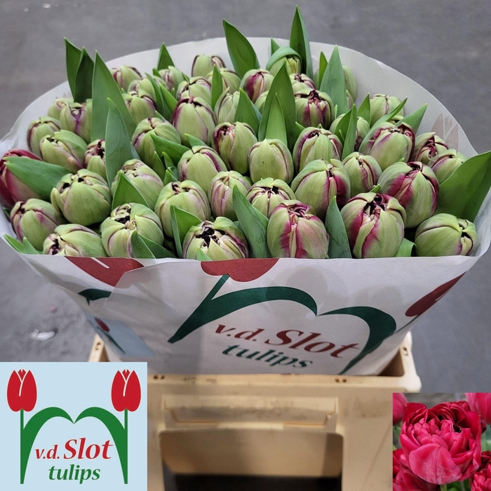 <h4>TU DU VENICE</h4>