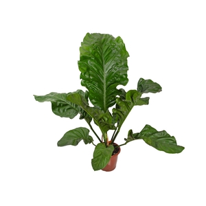 ANTHURIUM PLOWMANII P30