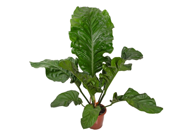 ANTHURIUM PLOWMANII P30