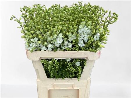 <h4>Delphinium Aj Wit</h4>