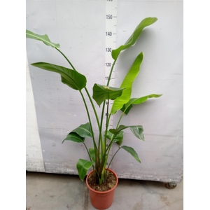 Strelitzia nicolai