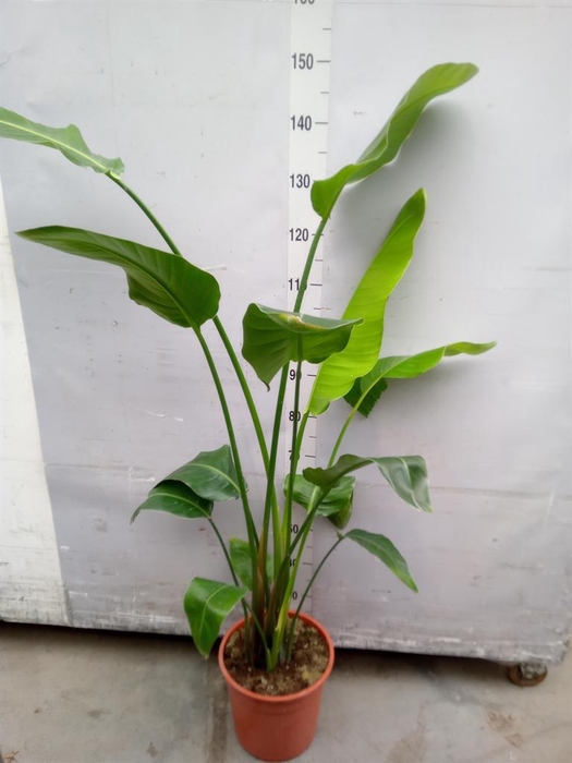 <h4>Strelitzia nicolai</h4>