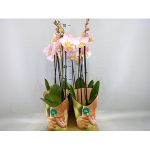 Phalaenopsis   ...rose