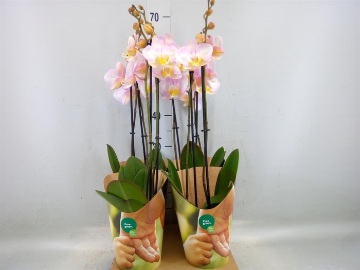 <h4>Phalaenopsis   ...rose</h4>