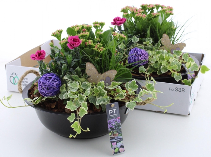 <h4>ARR TUINPLANTEN</h4>