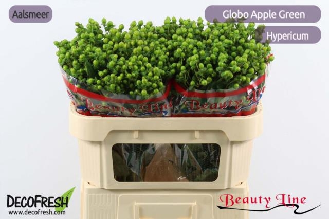 HYP GLOBO APPLEGREEN