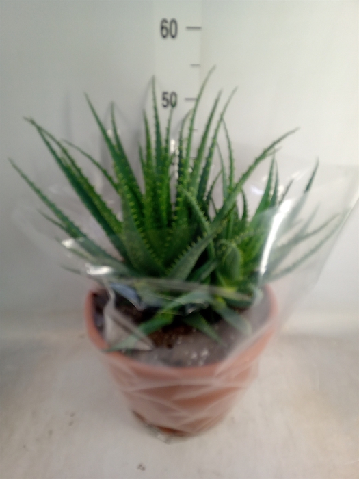 <h4>Aloe arborescens</h4>