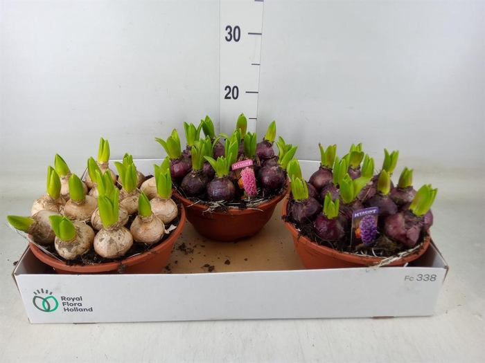 <h4>Hyacinthus orie. 'Pearl'  ...mix  3</h4>