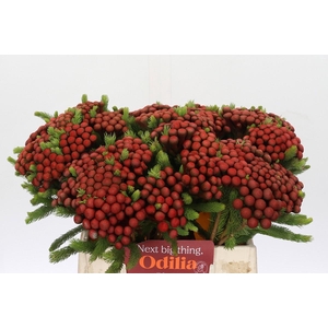 Kaaps Groen Alb. Red