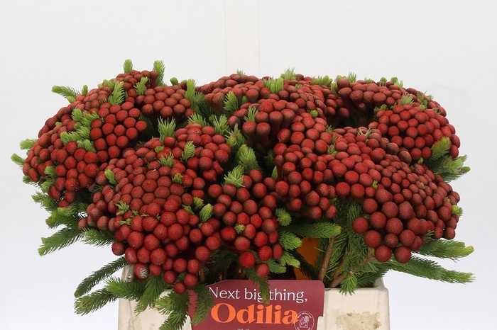 <h4>Kaaps Groen Alb. Red</h4>