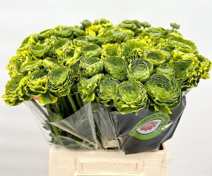 <h4>Ran Pon Pon Peterpan</h4>