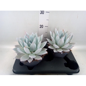 Echeveria  'Mexican Giant'