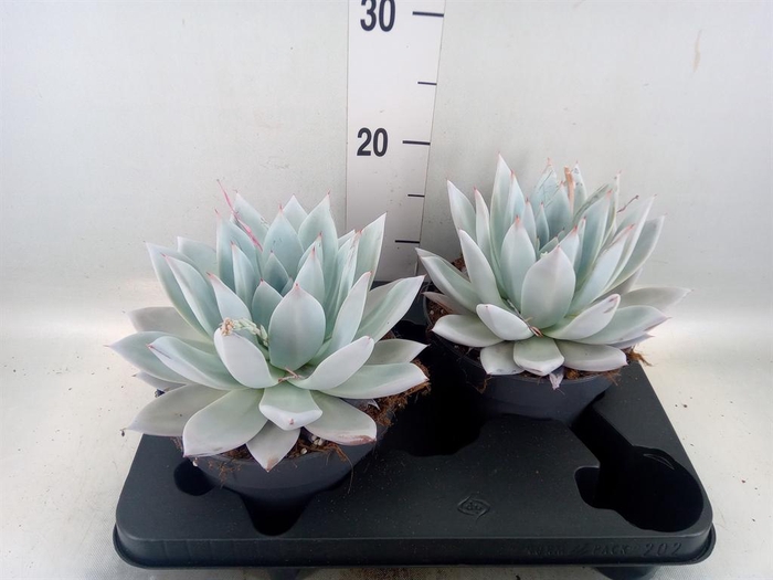 <h4>Echeveria  'Mexican Giant'</h4>