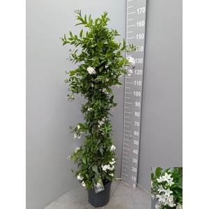 SOLANUM JASMINOIDES