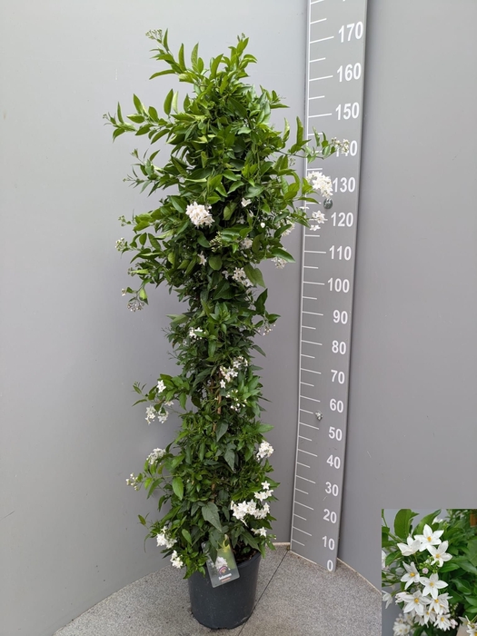 <h4>SOLANUM JASMINOIDES</h4>