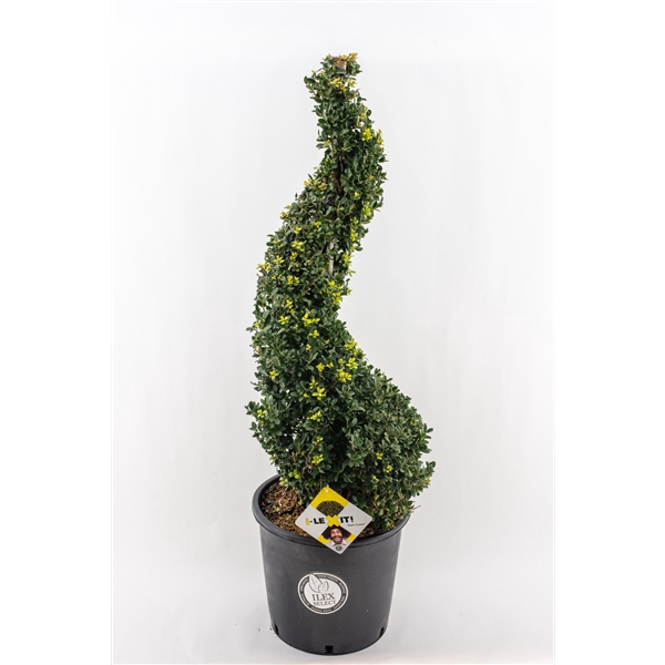 Ilex crenata Dark Green, P34, Spiraal 90-100cm