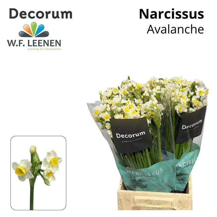 <h4>Narcissus Avalanche 566 Water</h4>