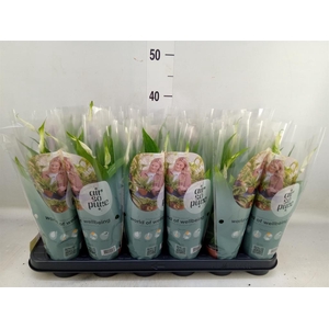 Spathiphyllum  'Pearl Cupido'