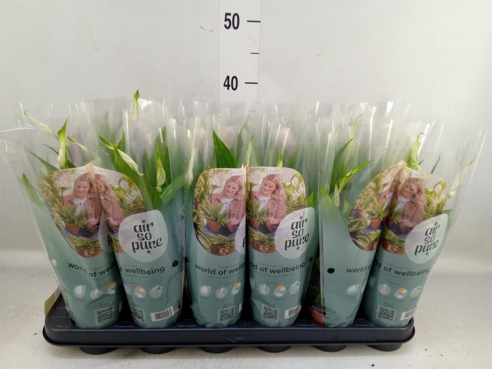 <h4>Spathiphyllum  'Pearl Cupido'</h4>