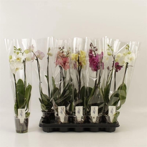 PHAL GEM 5 KL